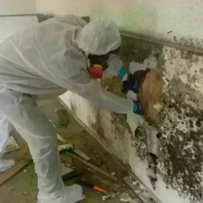 Mold Remediation and Removal in Dauphin County, PA